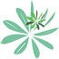 Fleur