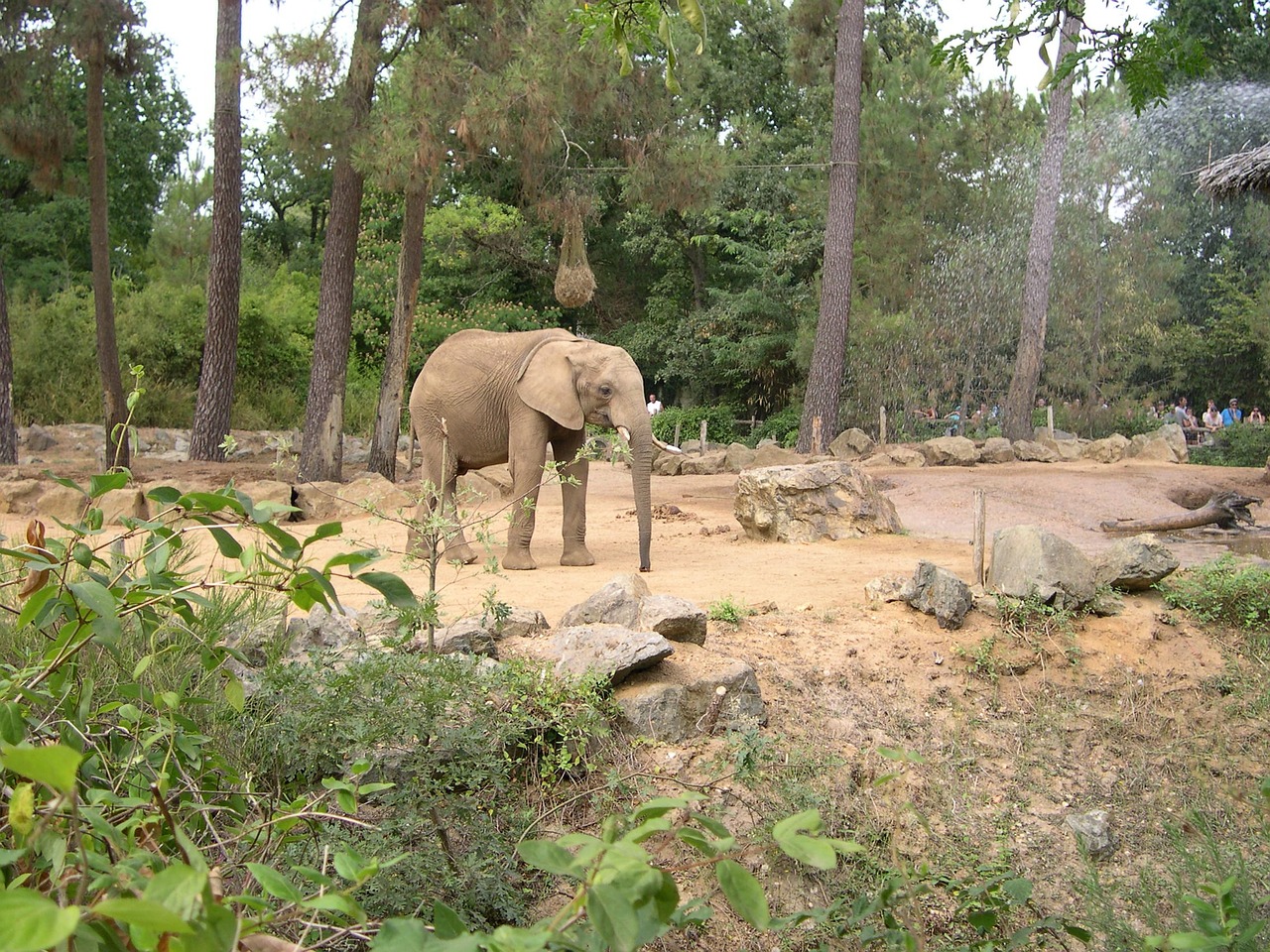 Zoo de la Flèche - Eléphant