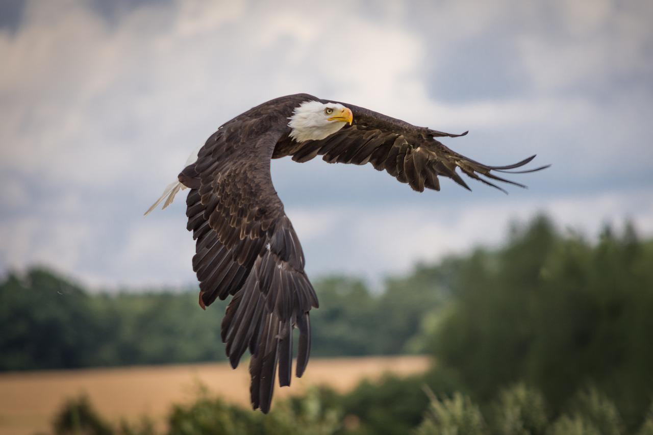 Géant du Ciel dans la Vienne