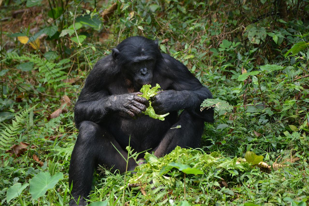 La Vallée des Singes dans la Vienne
