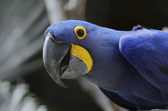 photographie d'un ara hyacinthe (bleu)