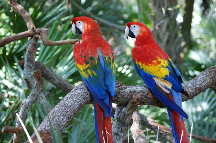 photographie de deux aras rouges posés sur une branche