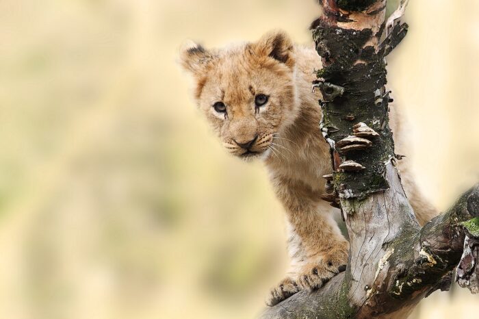 photographie d'une petite lionne