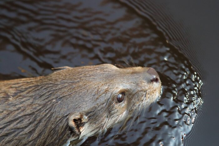photographie d'une loutre qui nage