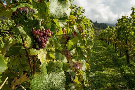Vignoble de Saumur