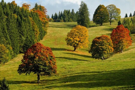 Forêt d'automne